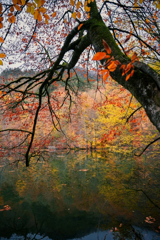 a picture of a pond with some trees reflecting in it