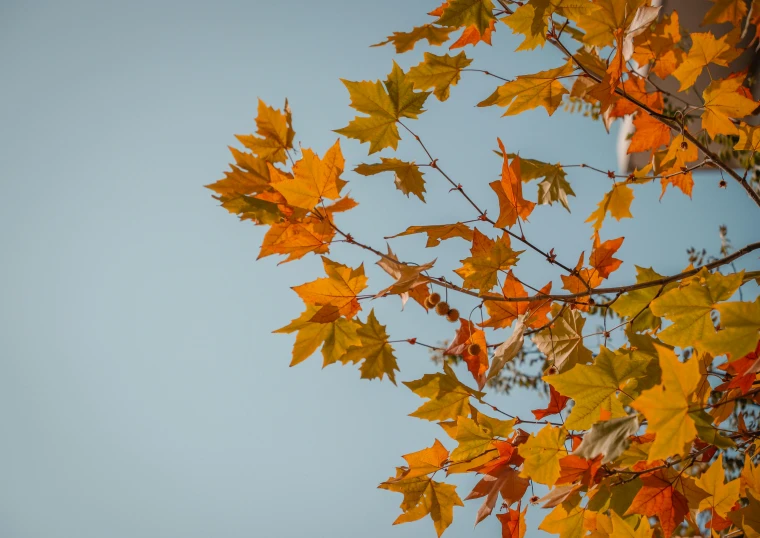 a colorful autumn tree leaves against a clear blue sky