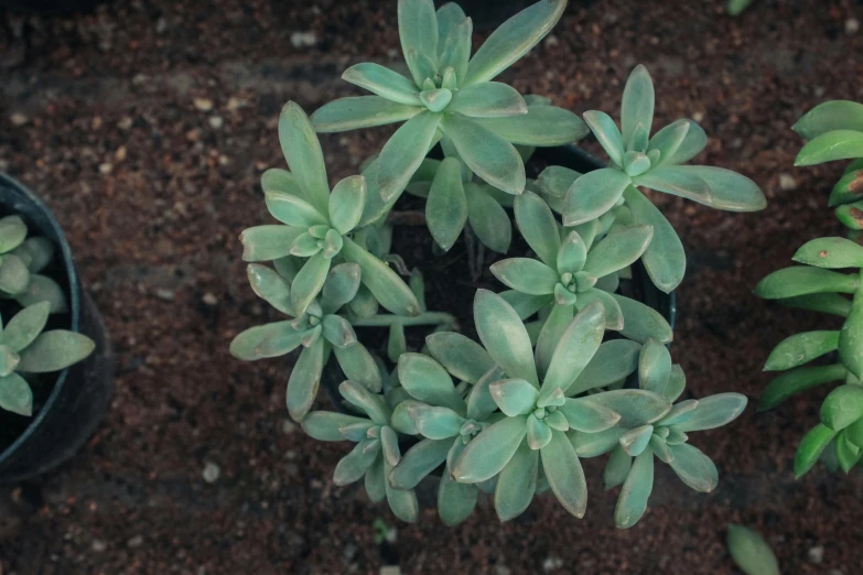 several potted plants sitting in soil with dirt