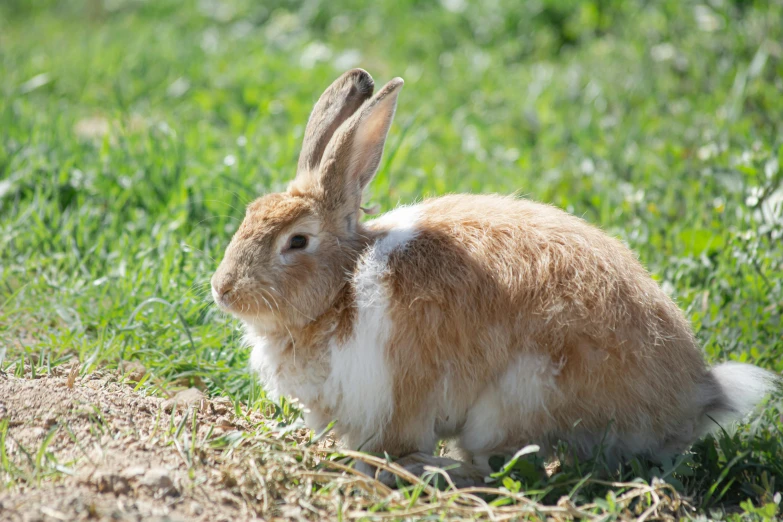 there is a brown and white rabbit sitting in the grass