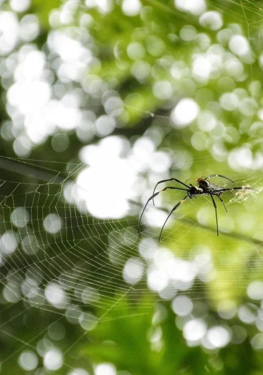 a large spider sits in its web between two other webs