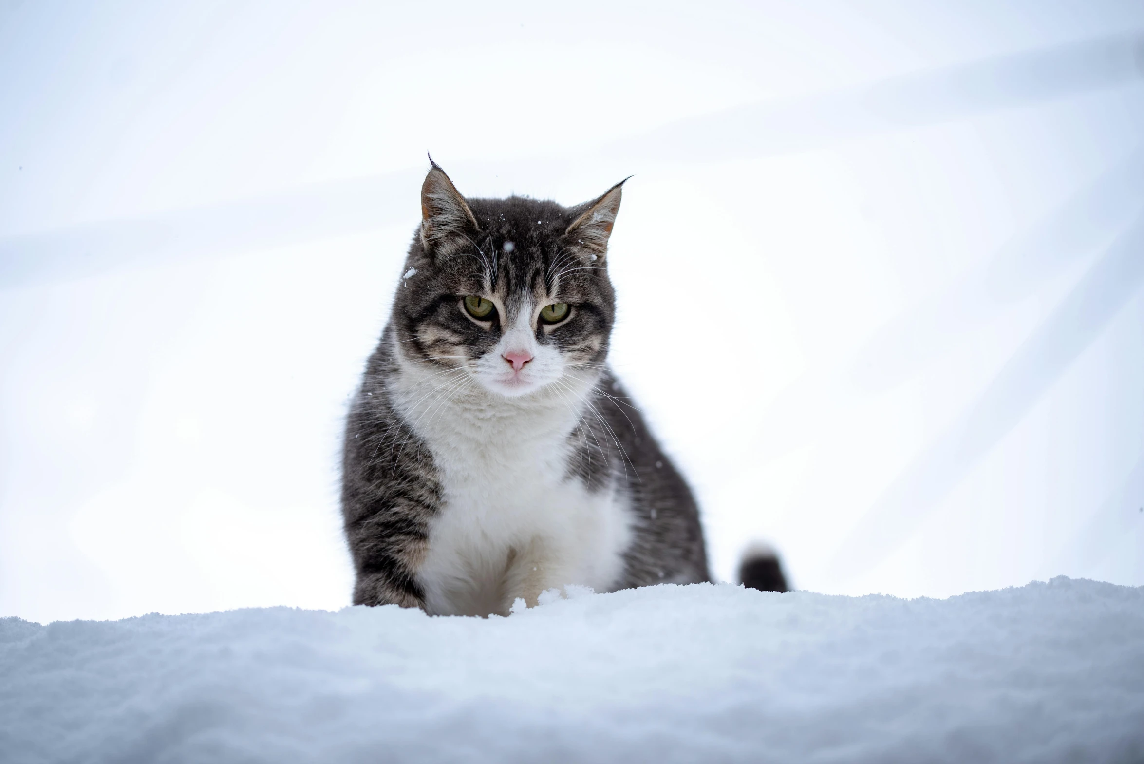 a black and white cat sitting in the snow