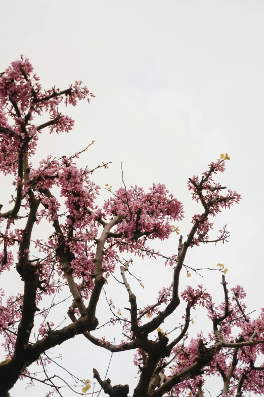 a tree with large purple flowers in the foreground