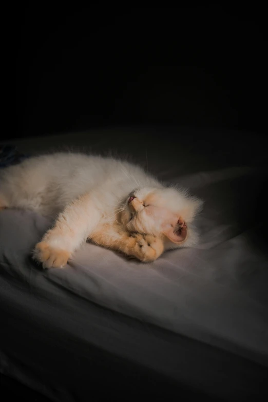 a young white puppy with a black background