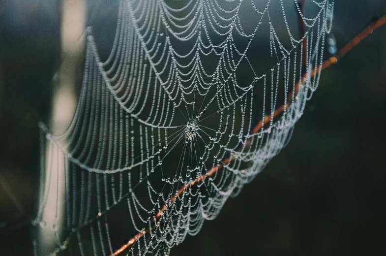 the center of some kind of pattern on an outside spider web