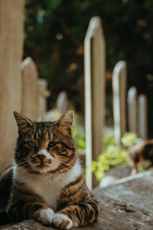 the cat is sitting outside near the fence