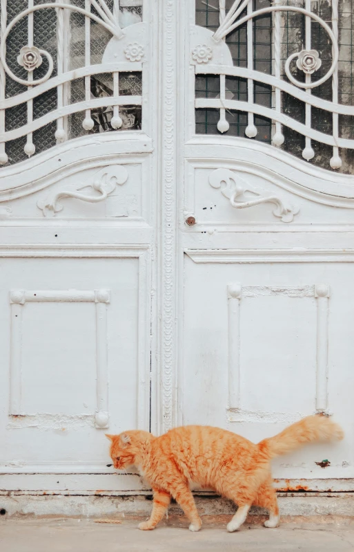 an orange and white cat walking past two white doors