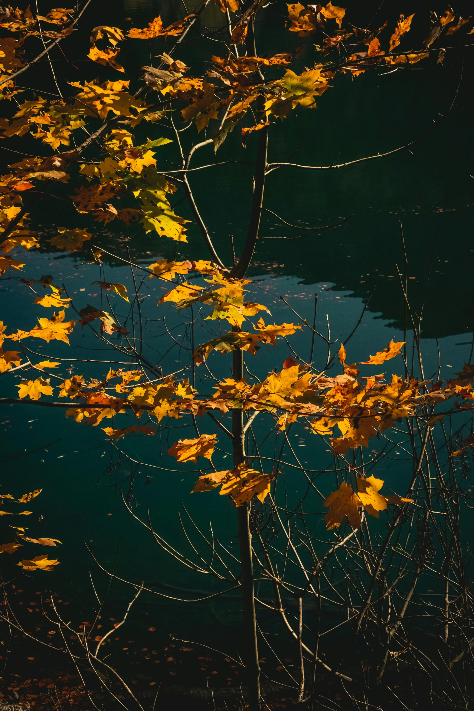 a tree with yellow leaves is next to a body of water