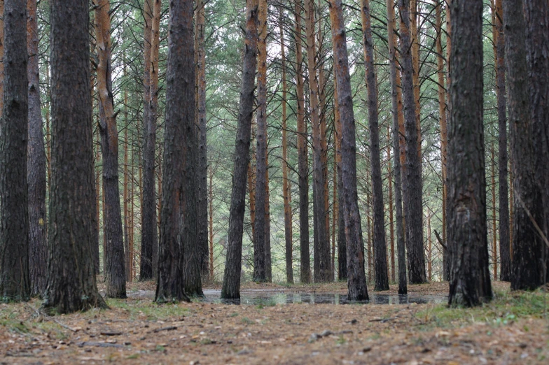 an open clearing in the woods with several trees