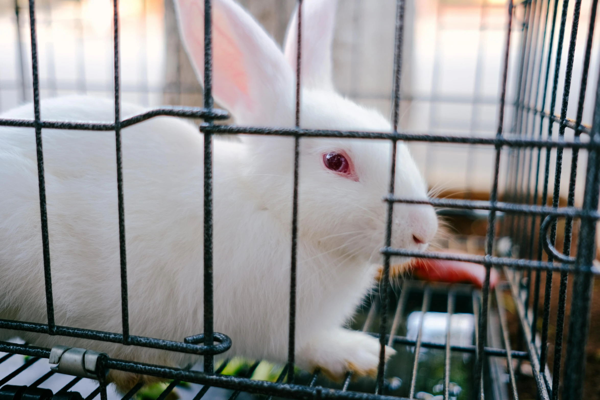 a white bunny sitting inside of a metal cage