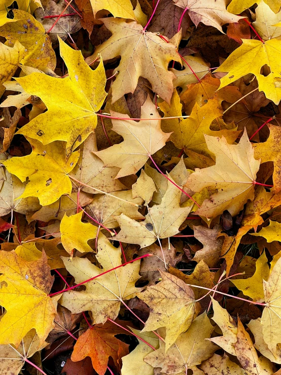 yellow and brown leaves lying on the ground