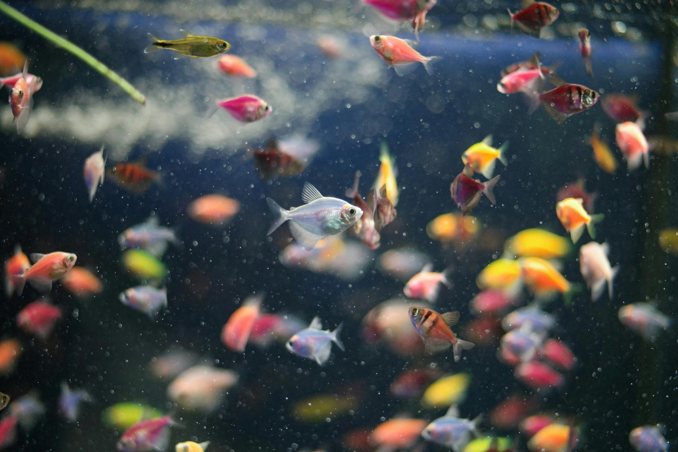 a group of colorful fish swimming in a large aquarium