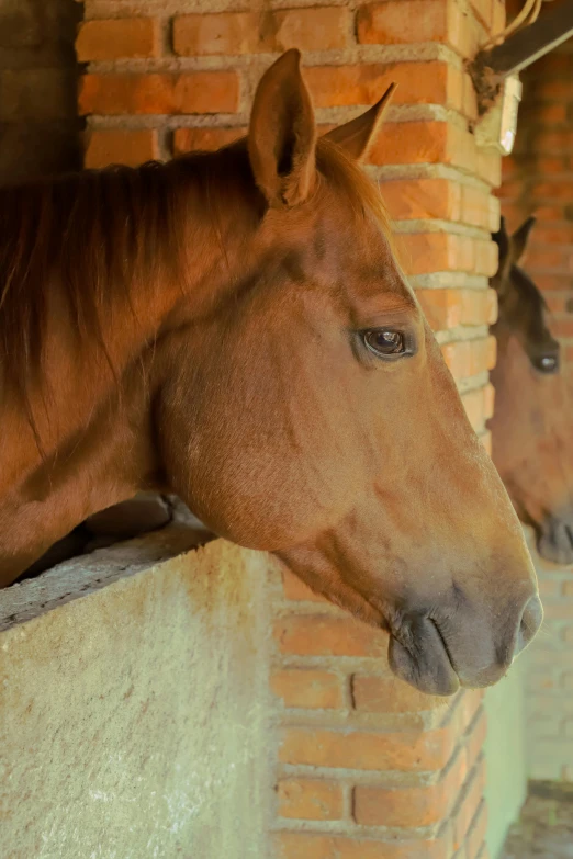 a horse that is looking over a wall