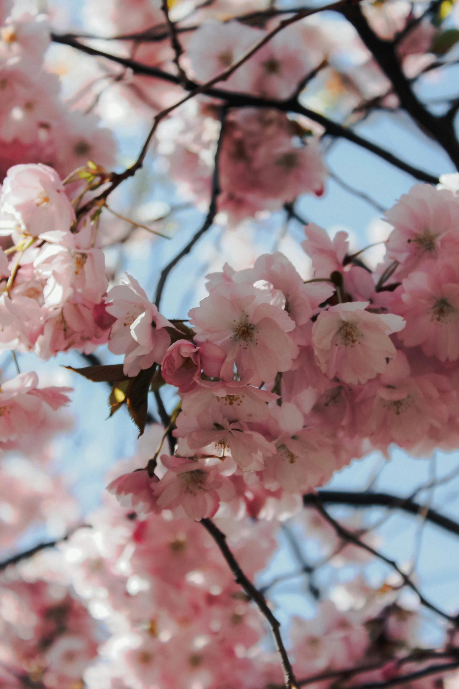 some pink flowers are in the trees against the sky