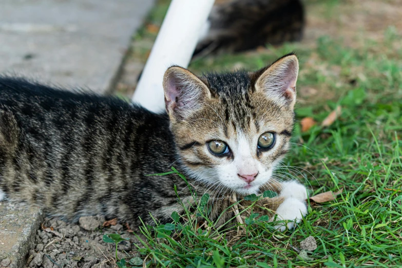 a kitten sits outside on the grass looking at the camera