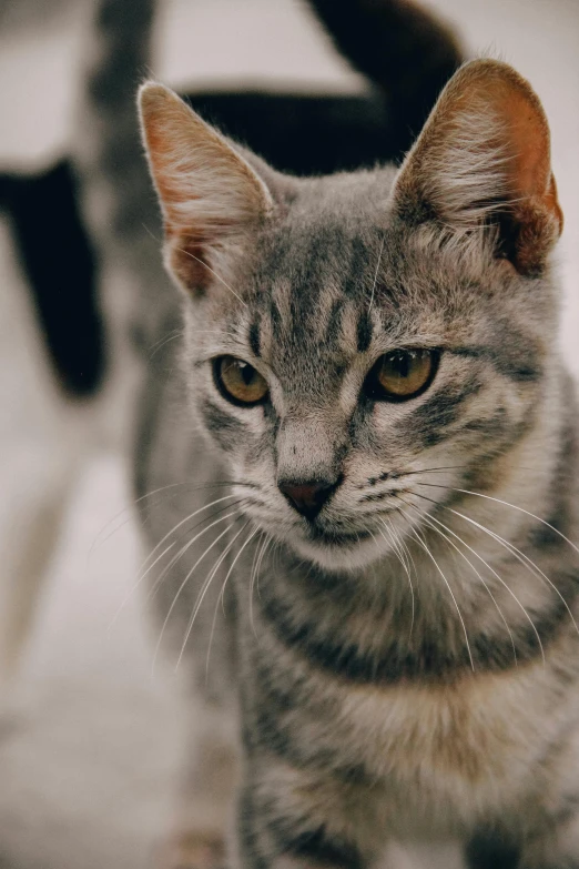 a cat standing on top of a white floor