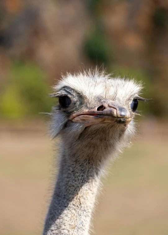 an emu looks into the camera in front of some trees