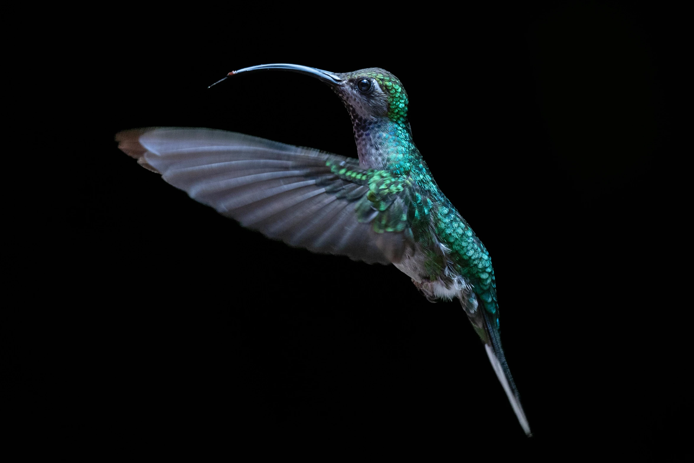 a green and white bird with long feathers flying in the night