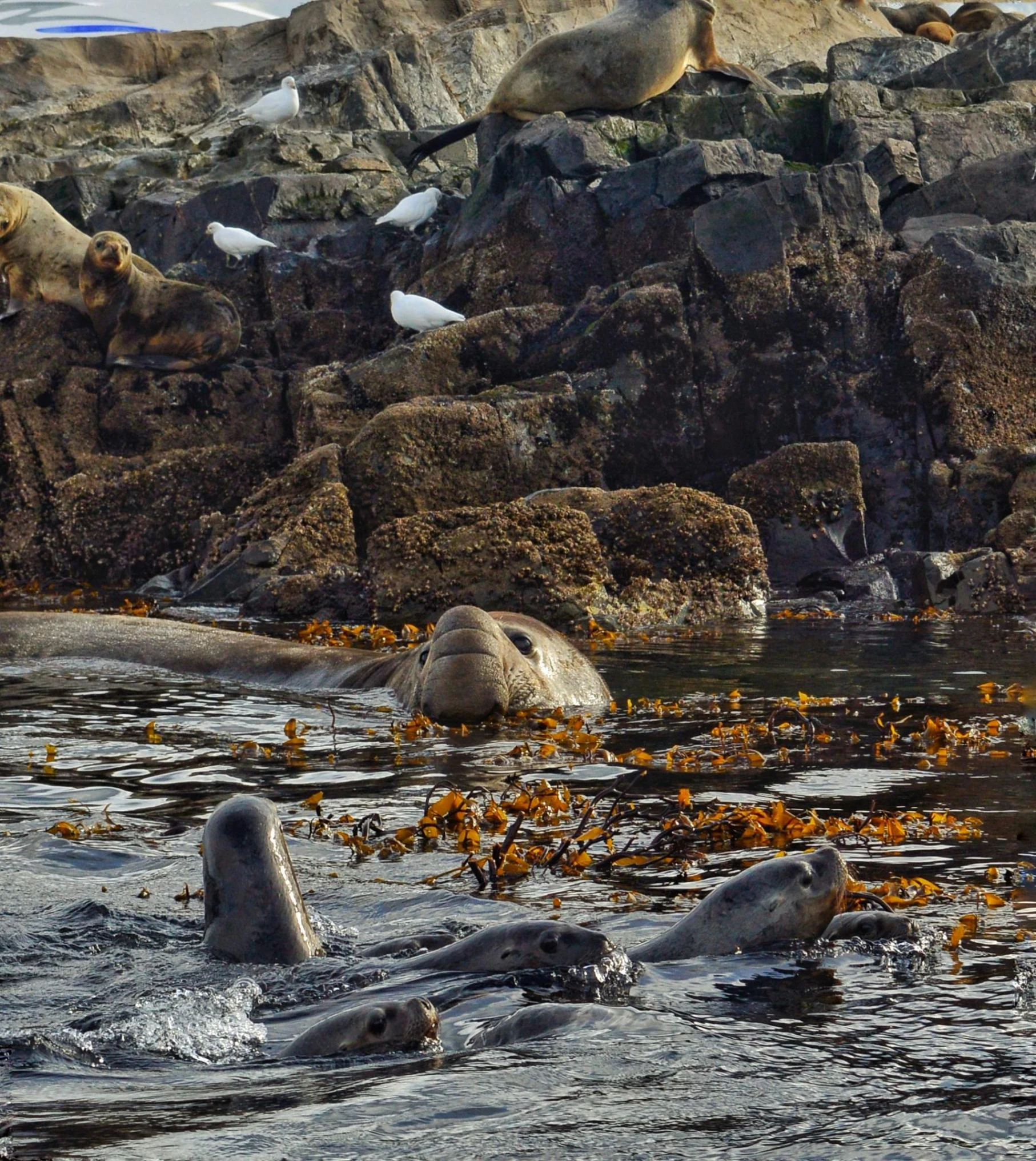 there are many marine creatures in the water