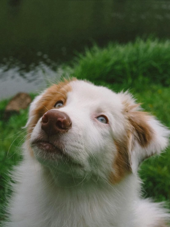 dog looking up while he is playing with some grass