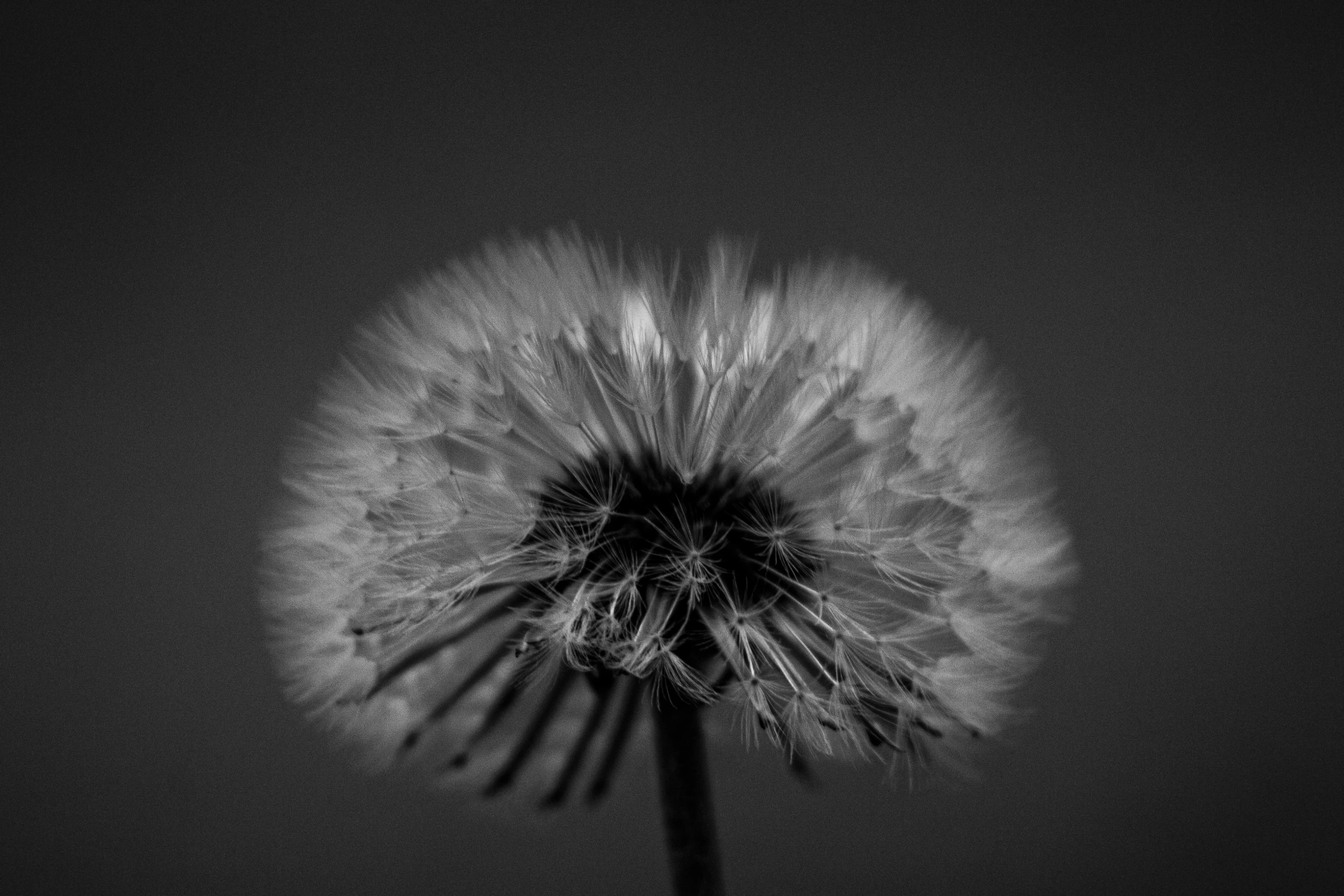 a very tall dandelion in the middle of a dark sky