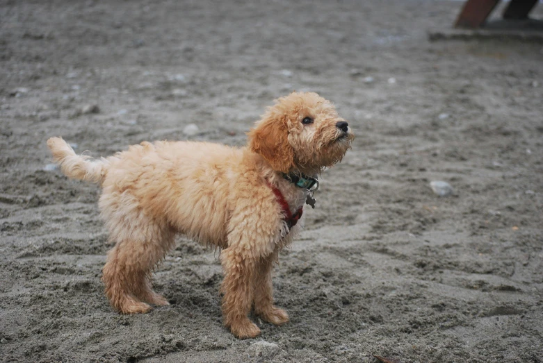 a small dog standing in the sand looking at soing