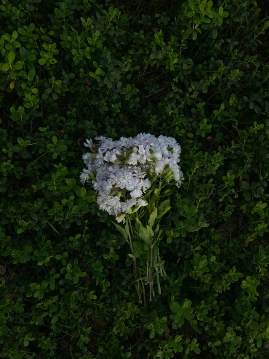 a cluster of white flowers in the middle of some green leaves