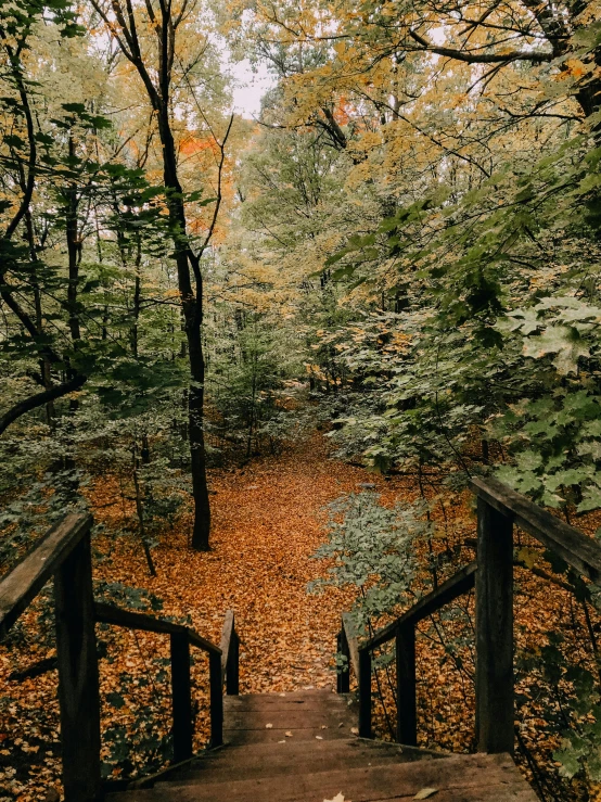 a wooden walkway in the woods with lots of trees