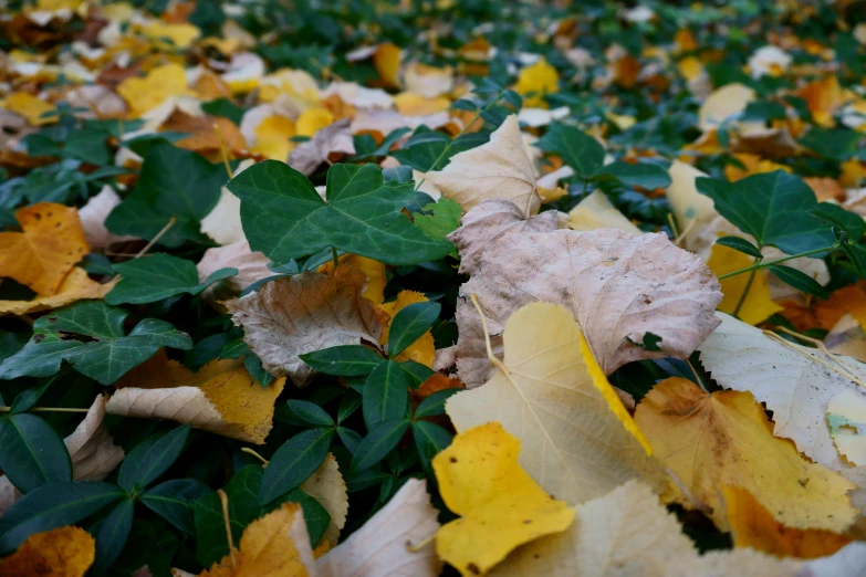 a very colorful leaf covered ground with a lot of leaves on it