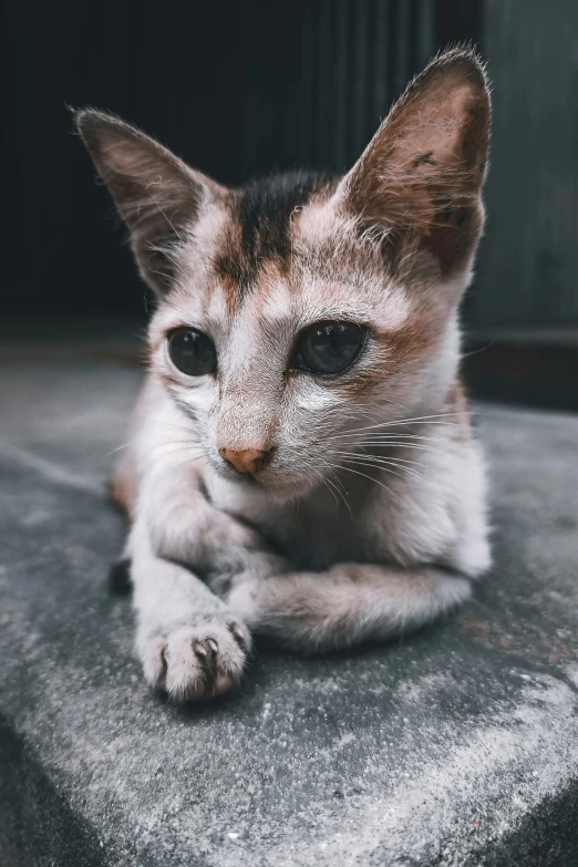 a small cat sitting on top of a stone bench