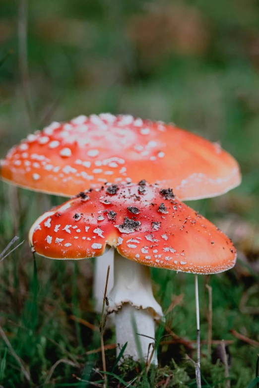 an orange mushroom in the forest with bugs on its cap