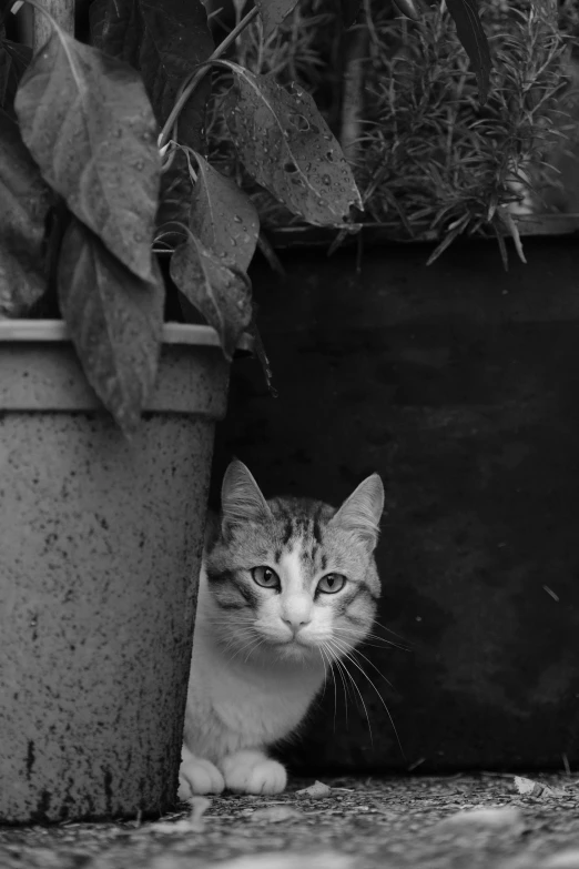 a small gray cat is behind a potted plant