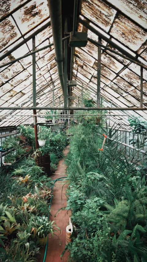 inside a glass roofed house surrounded by lush green plants