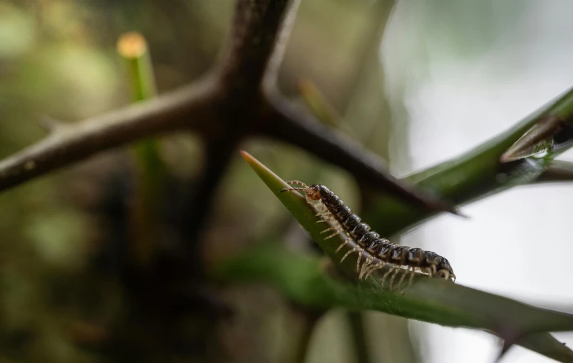 a caterpillar sits on top of the leaves