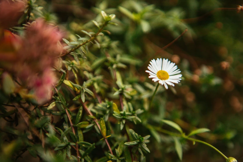 an all white flower sits amongst other plants