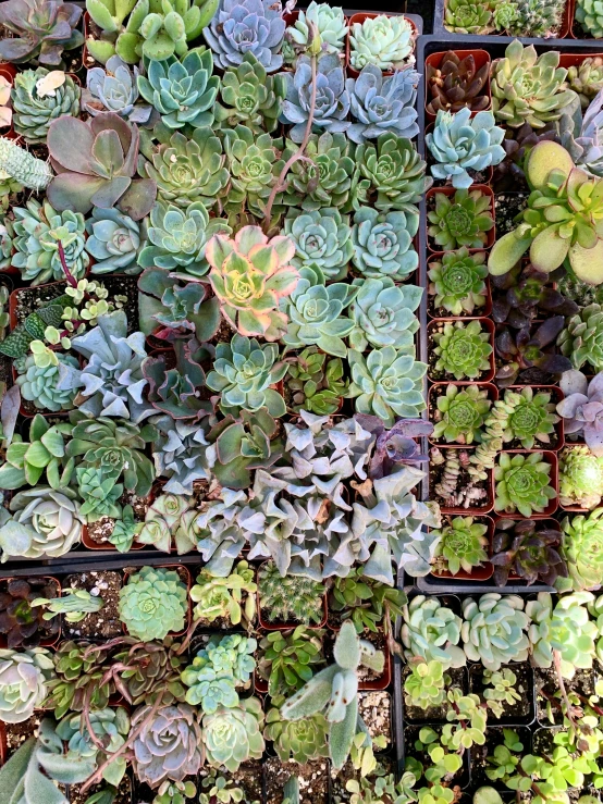 the plant displays in the container are all full of succulents