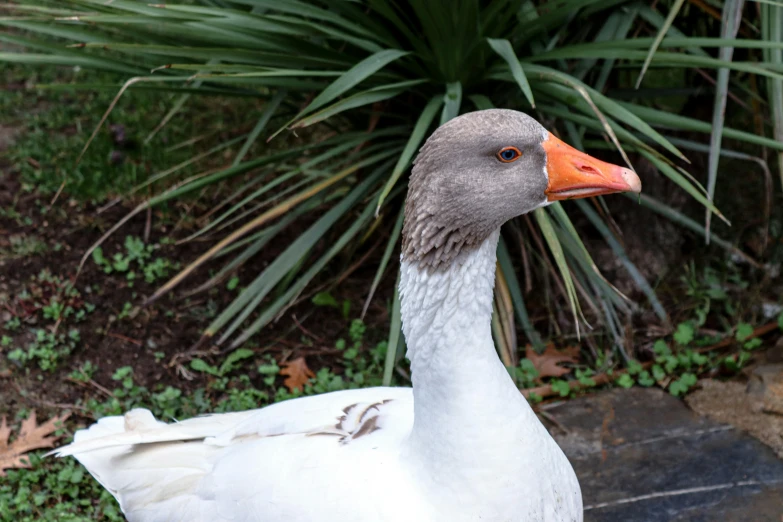 a bird that is standing outside in the grass