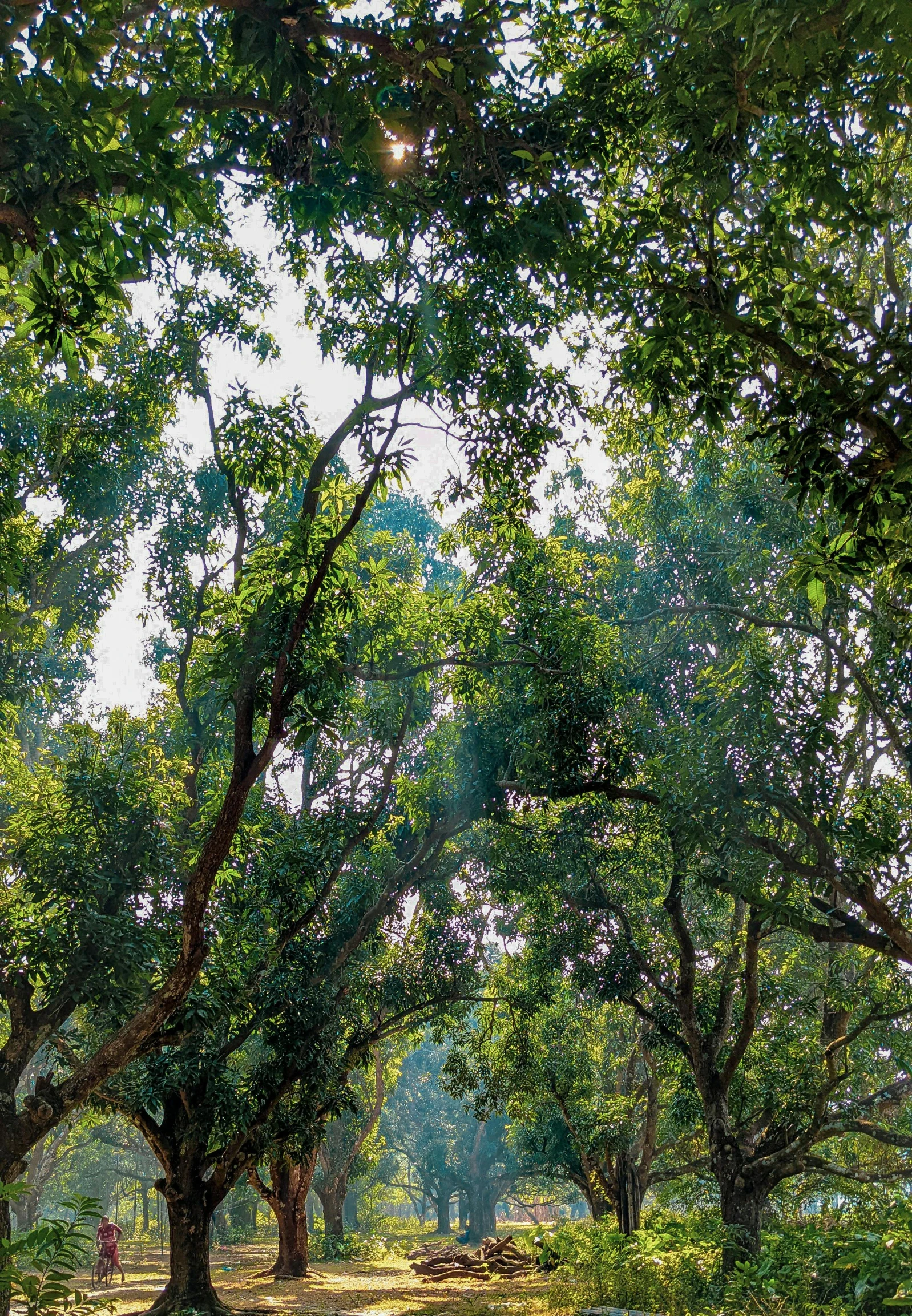 an elephant walking across a dirt field under a tree filled forest