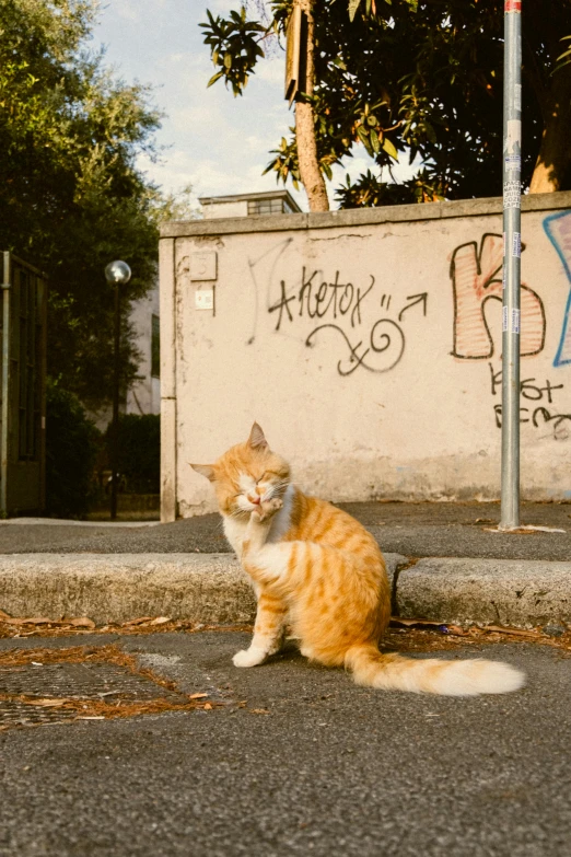 a cat sitting next to a white building