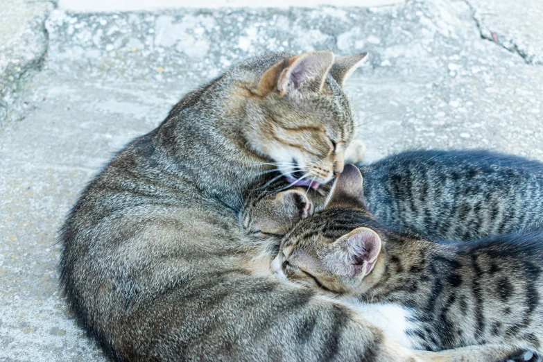 two cats playing with each other while lying on top of rocks