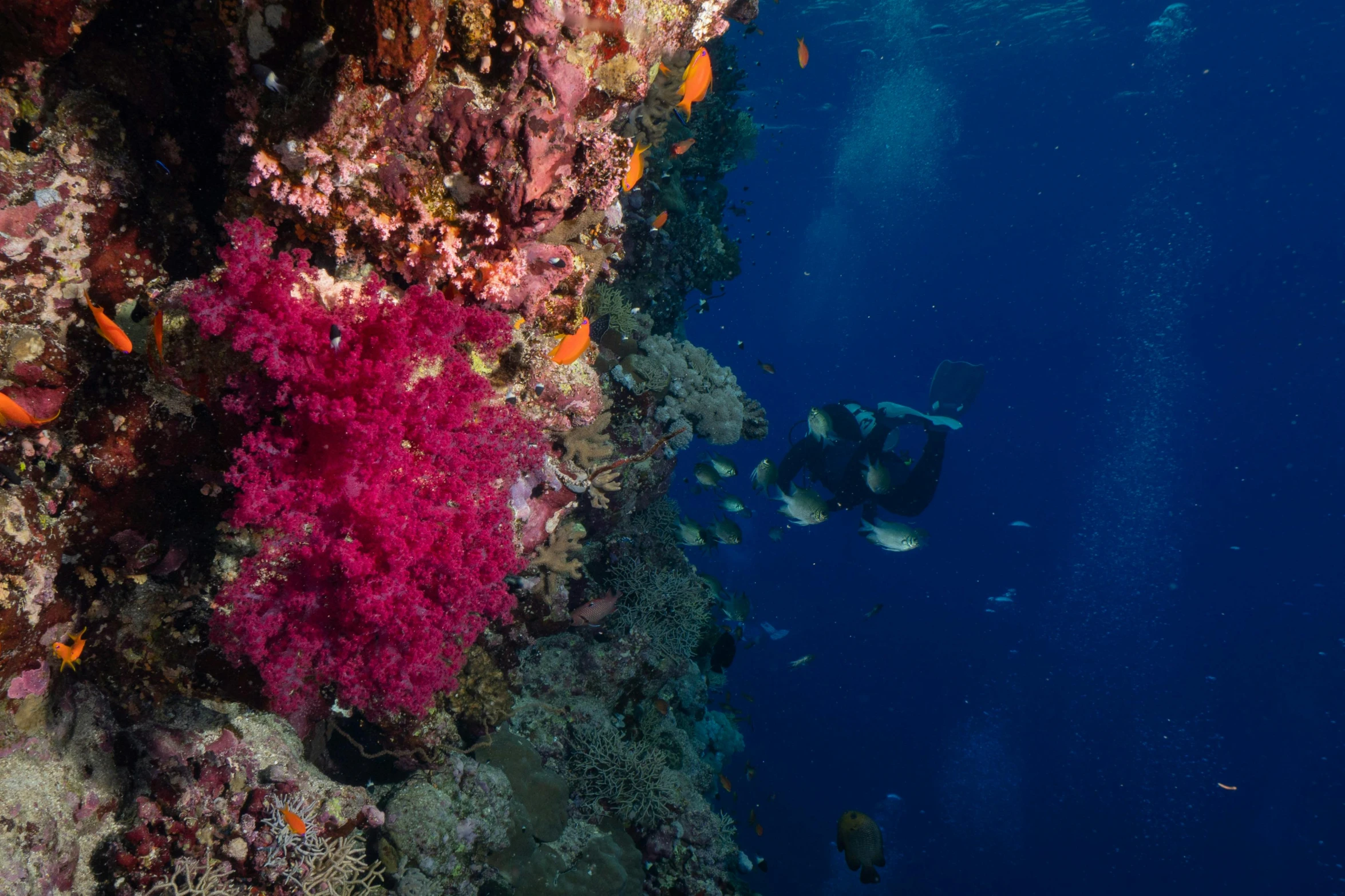 two people scuba in the ocean under a colorful coral wall