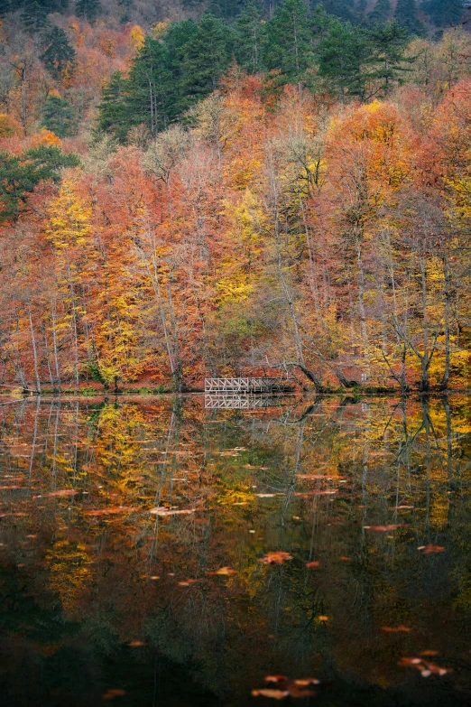 a scenic image of a fall forest reflected in a lake