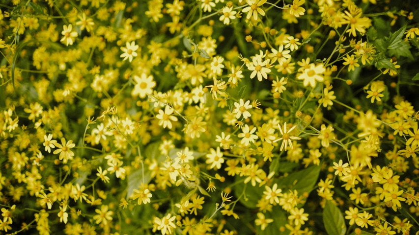 many yellow flowers blooming in a field