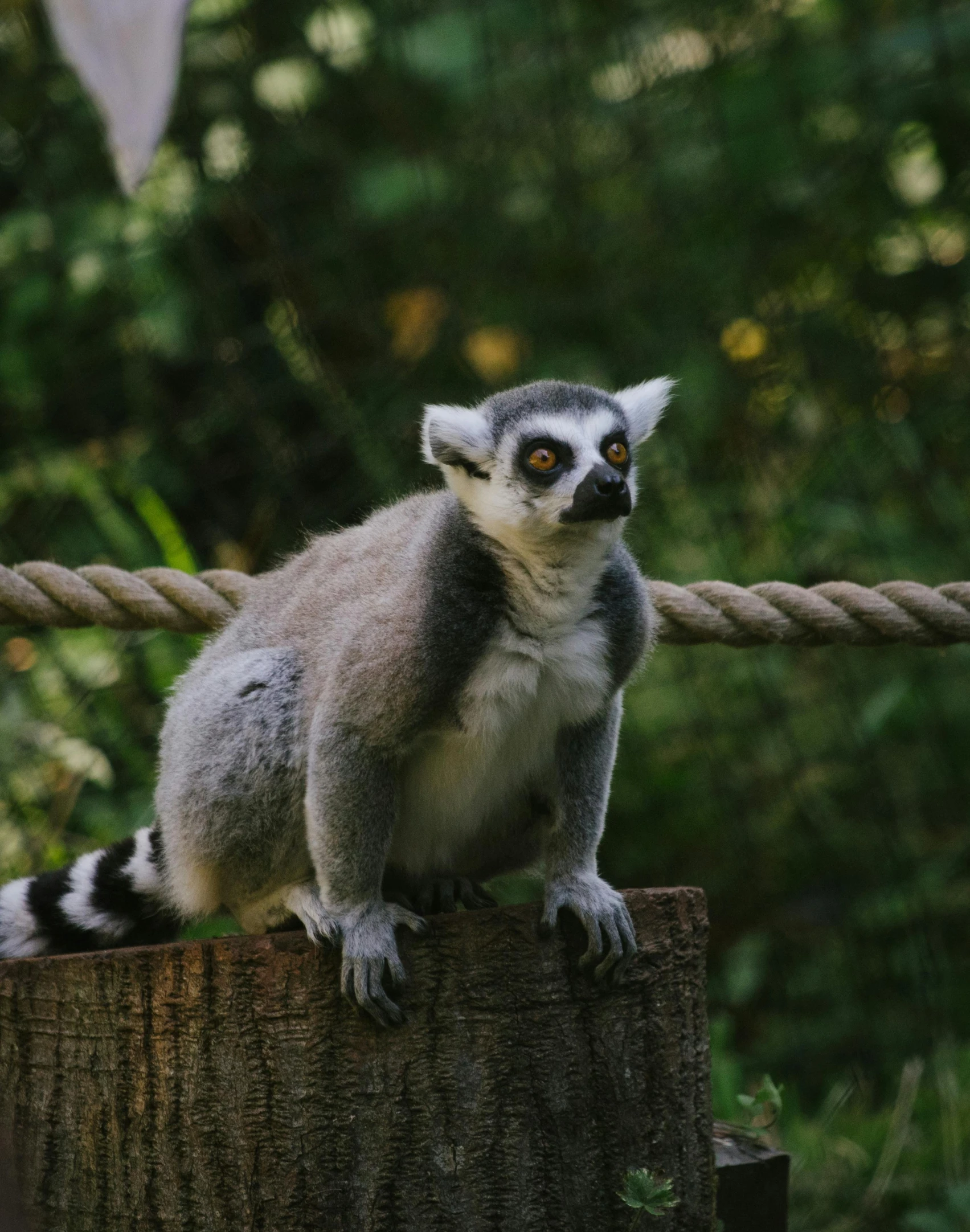 a small animal is on a post in front of trees