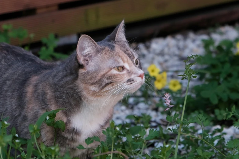 a small cat looking around with grass and flowers