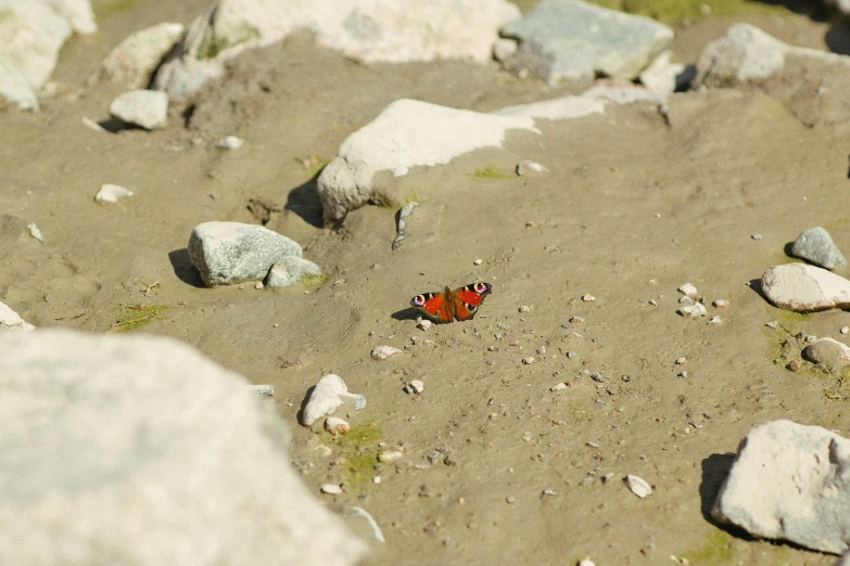 a small red insect on a rocky area with rocks