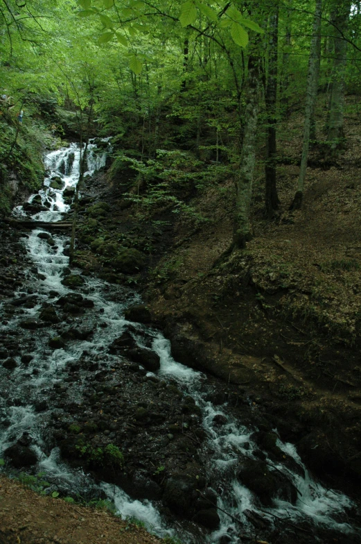 water is flowing through the woods beside a small waterfall