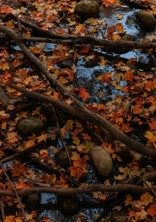 fall leaves covering the ground with rocks and trees nch in background