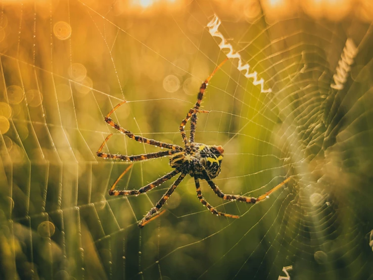 a large spider sits on its web in the wild