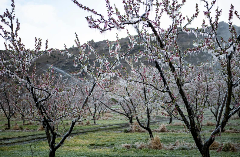 there is a green field with trees that are blooming